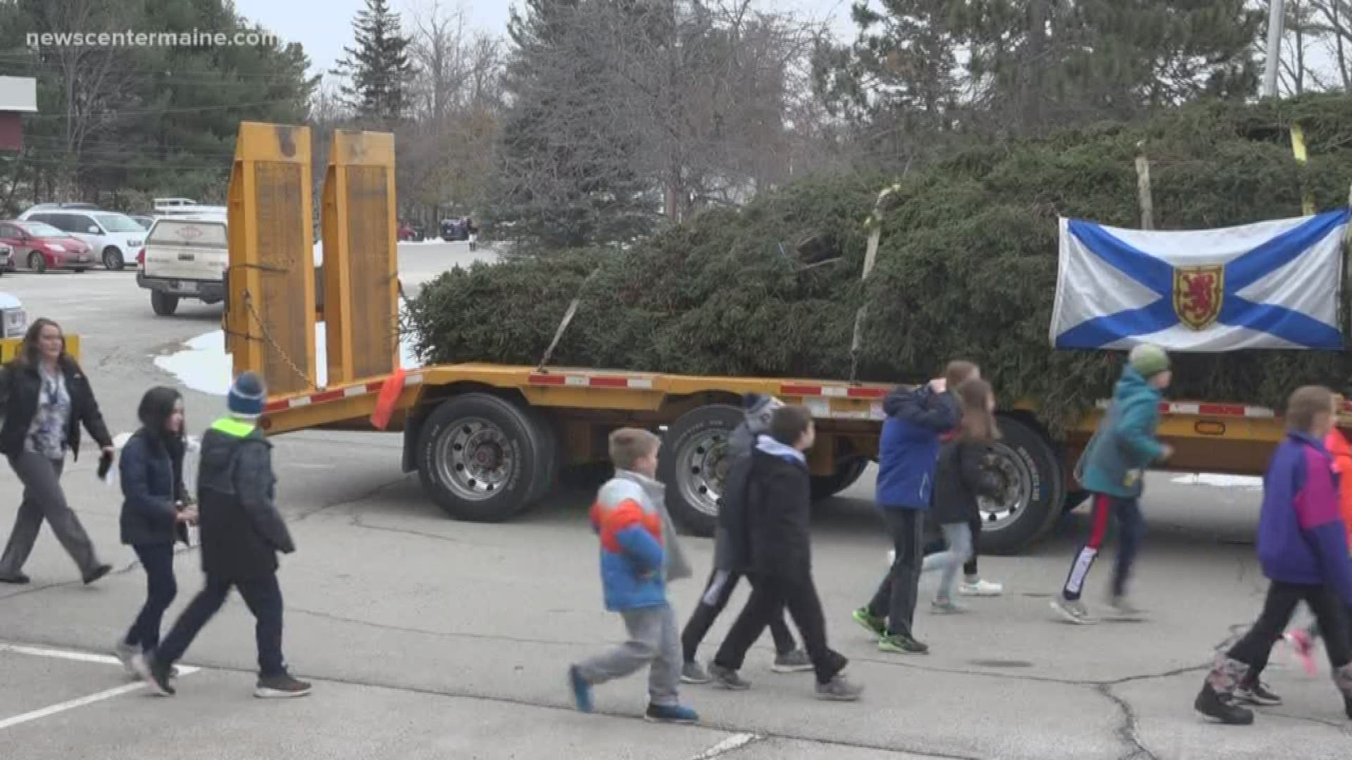 Halifax tree donation visits Hampden.