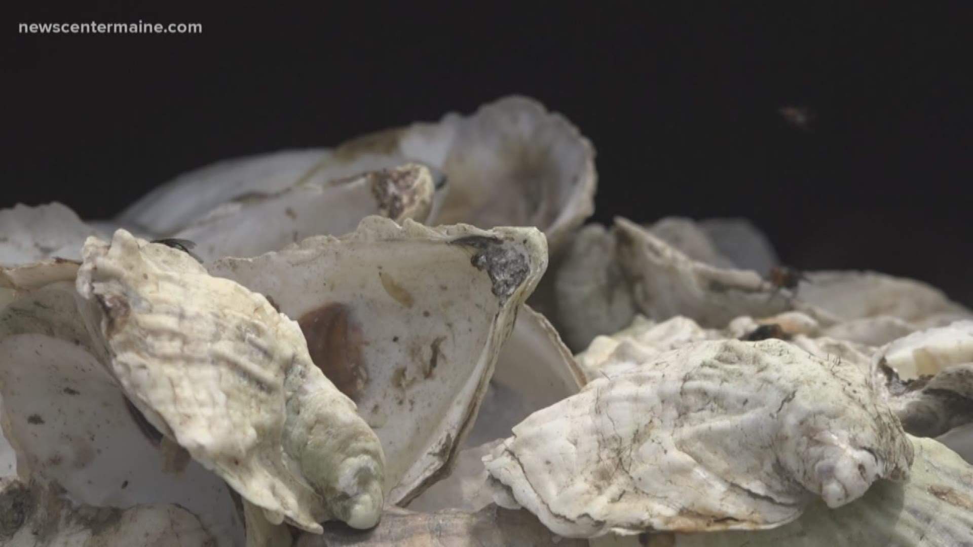 Reusing Maine's oyster shells in Casco Bay.