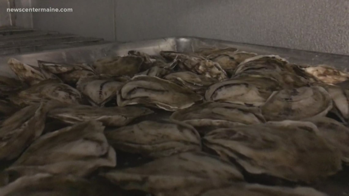 Growing pains for midcoast oyster industry