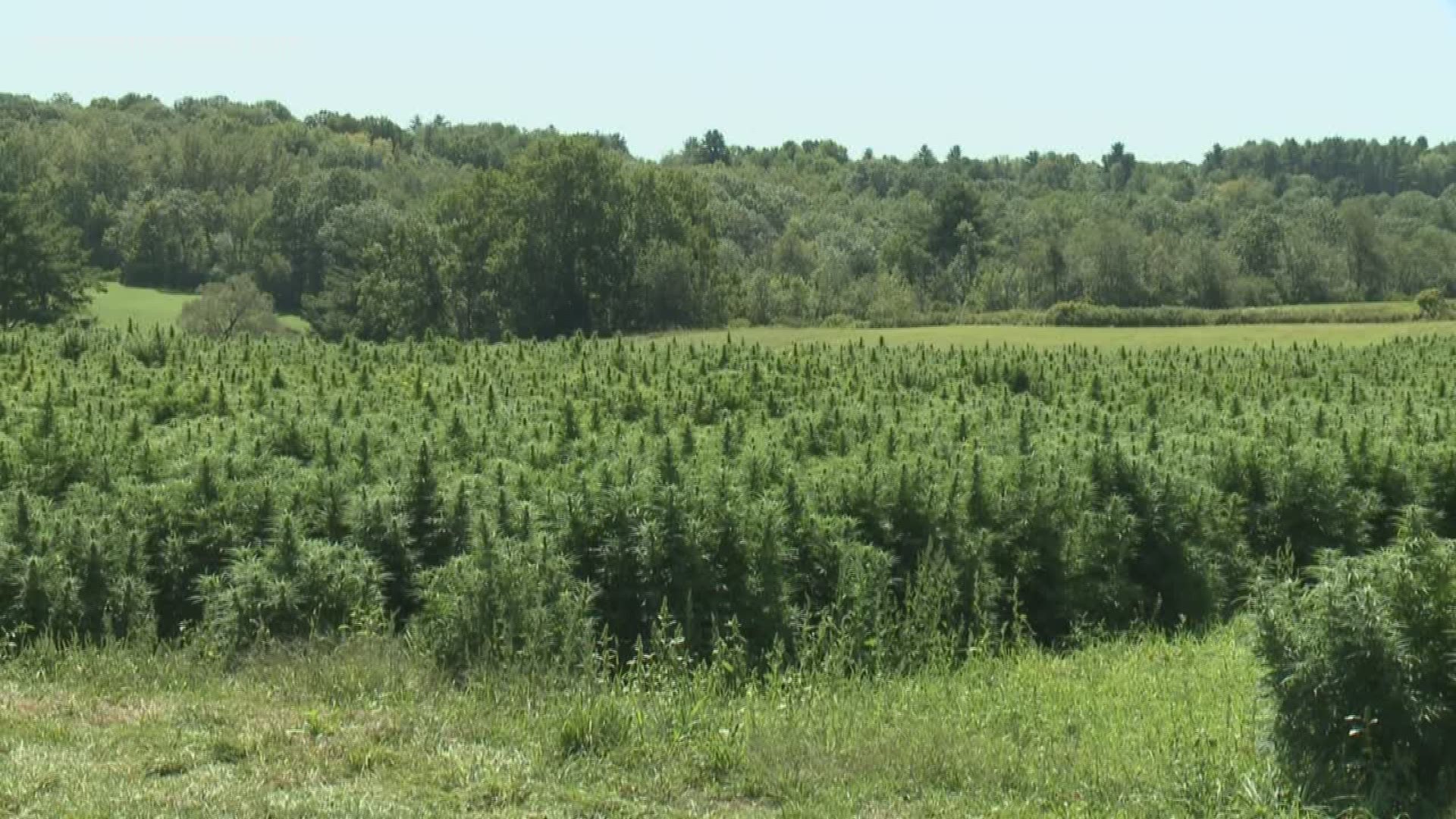 A couple in Whitefield are starting a pick-your-own-hemp farm -- that could be the first in the country.