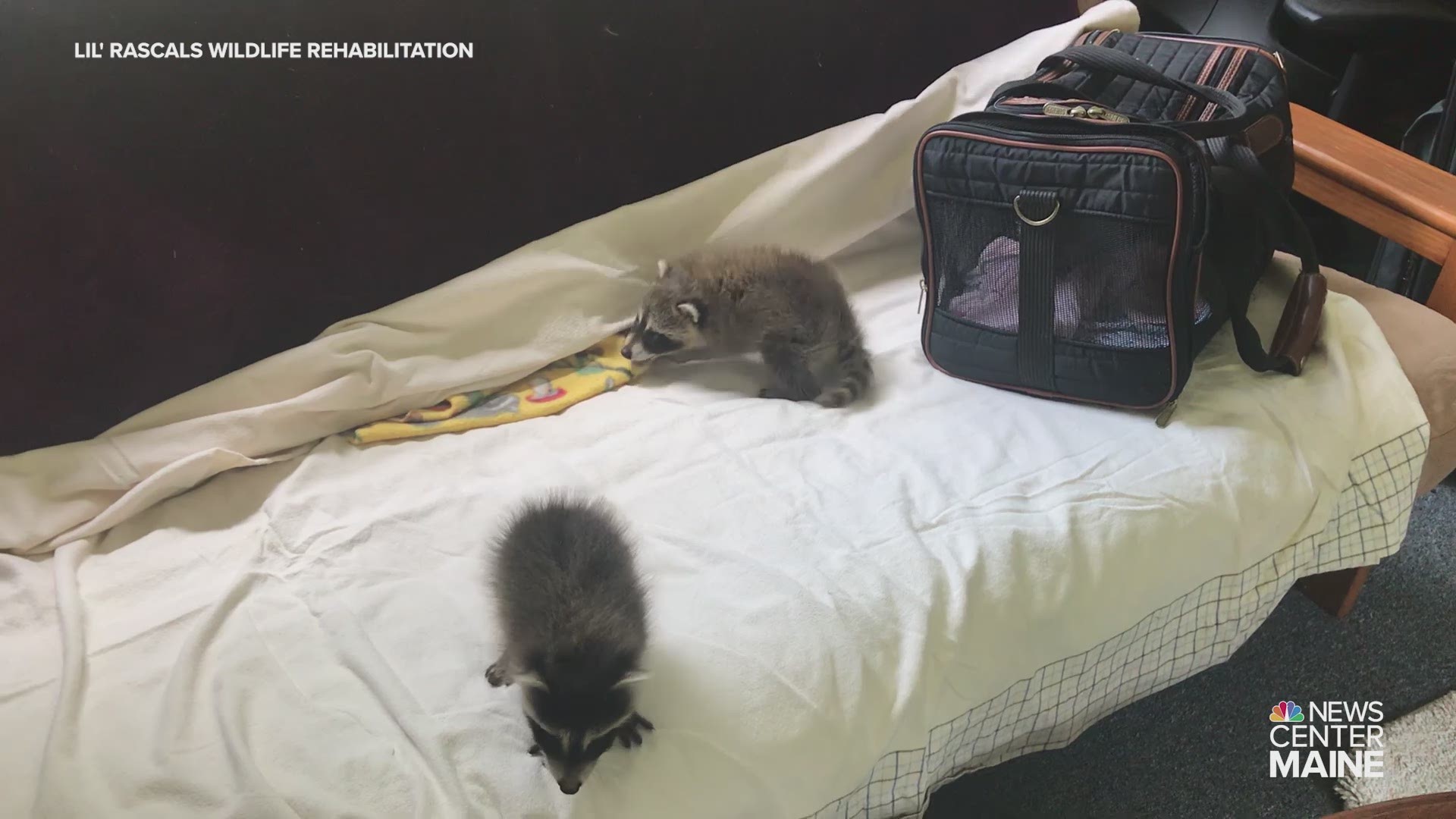 Rescued baby raccoons 'Luke' and 'Leia' at Lil' Rascals Wildlife Rehabilitation