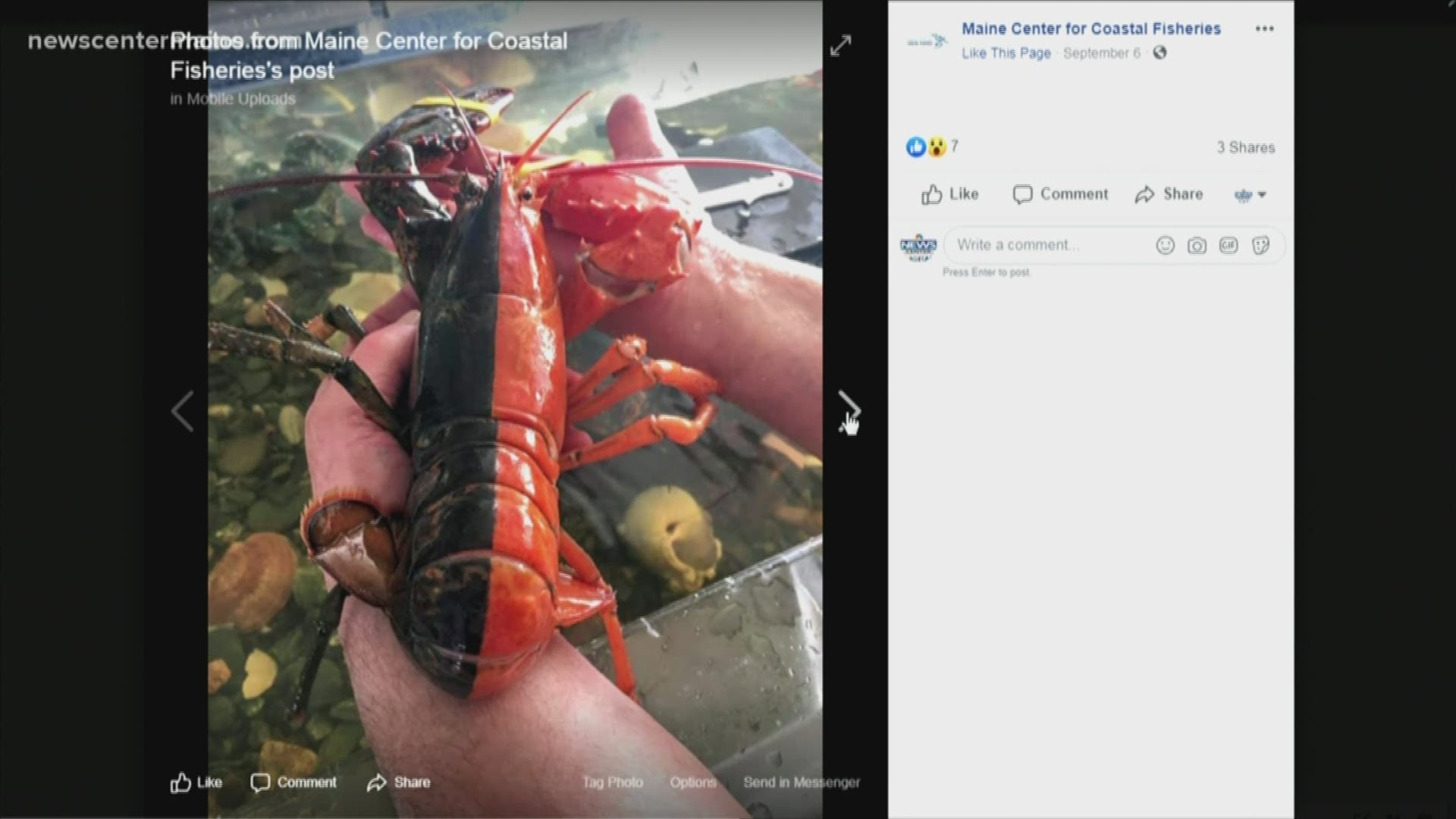 Two-tone lobster found in Maine