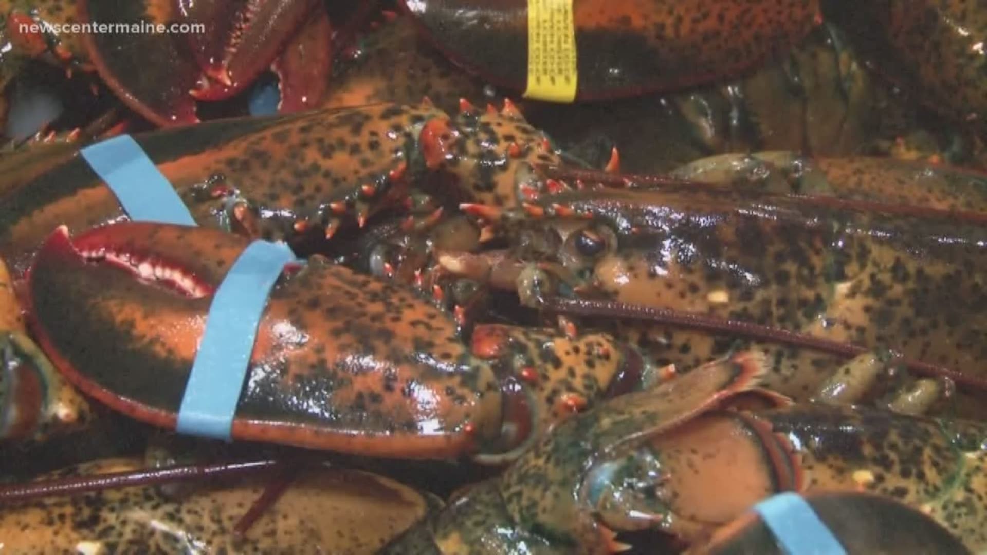 Maine lobstermen dealing with tariffs