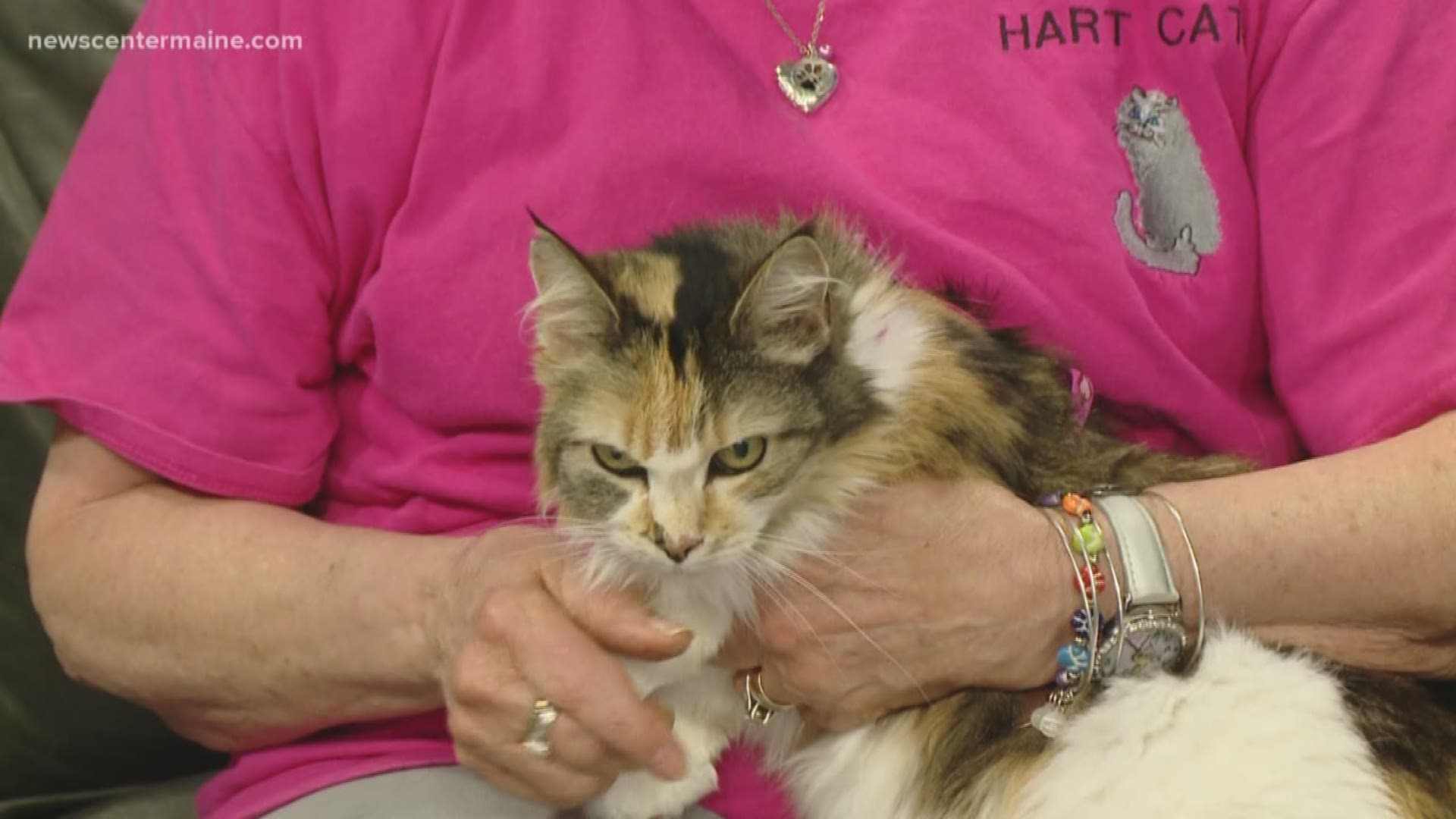 Brownie the cat is this week's Fetch ME a Home pet. She is 12-years-old and came to HART of Maine from Calais.