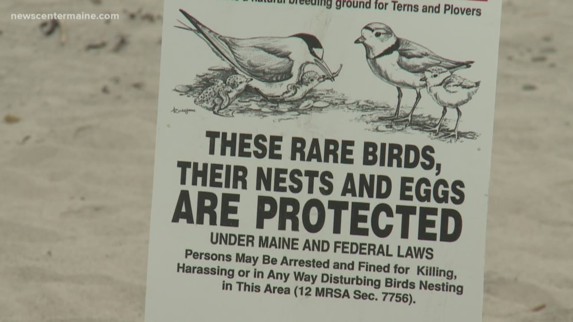 A new survey says it has counted eighty-three nesting pairs of piping plovers. That's 15% more than last year's count which is a new record.