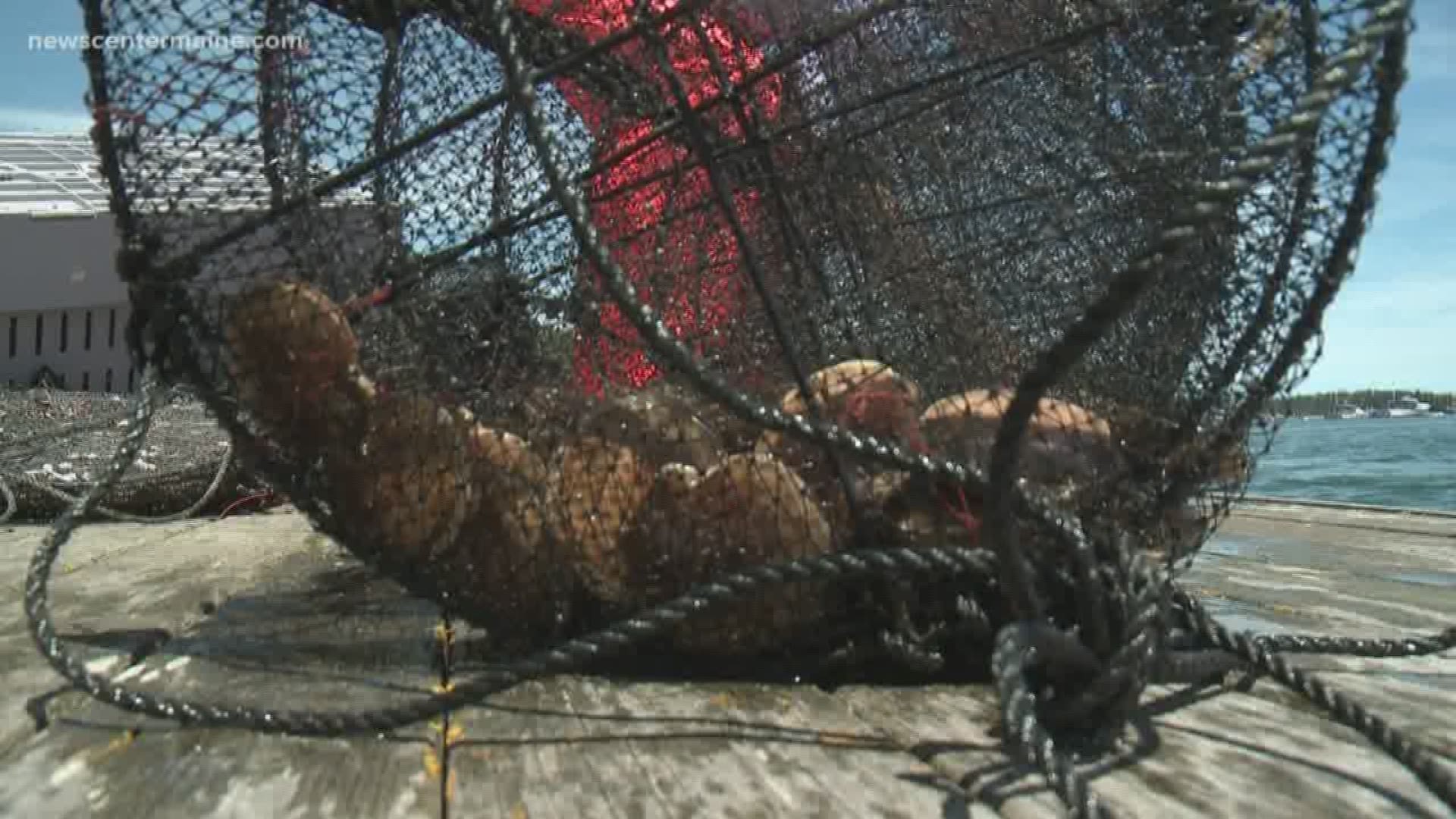 Scallop farming is helping to feed a high demand in Maine and bring in money for fishermen in the state.
