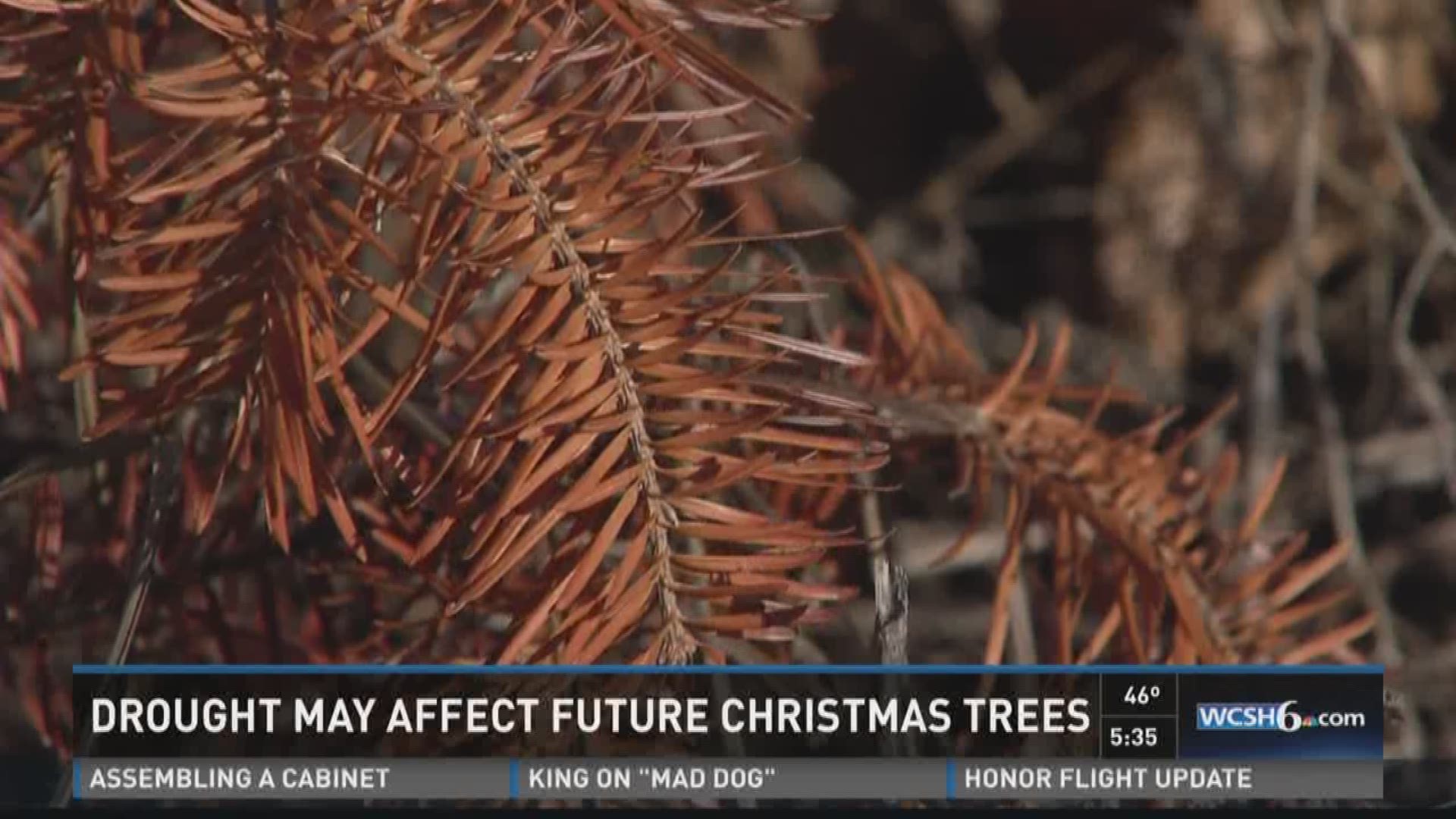 Drought may affect future Christmas trees
