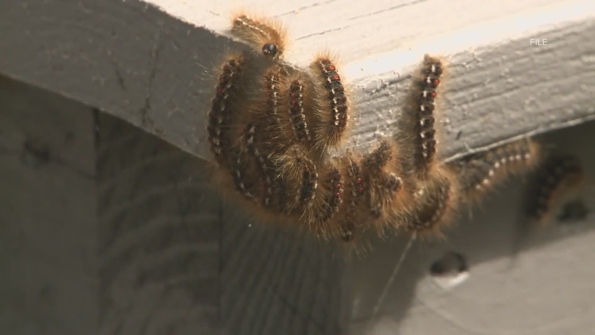 The city council held an emergency meeting Friday night in an effort to find ways of managing the high numbers of the brown tail moths in the area.