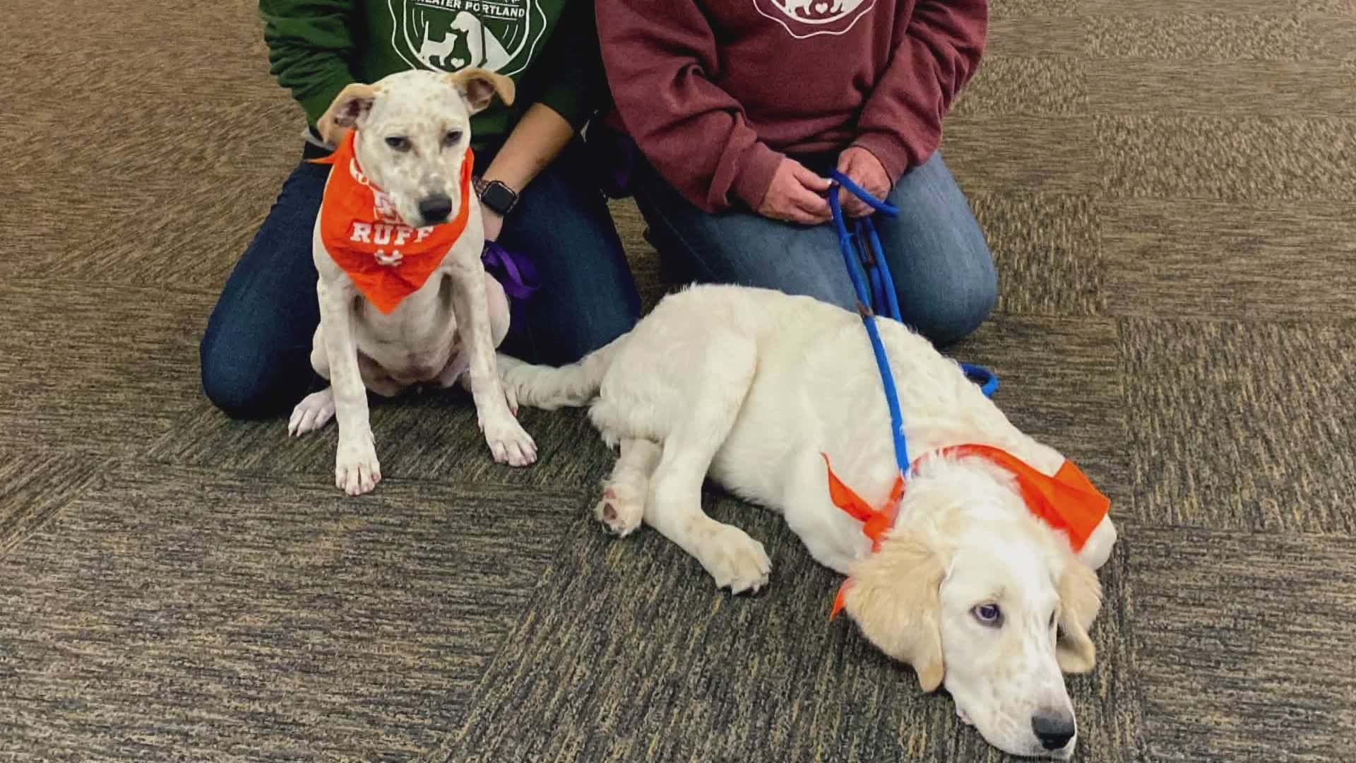 This is the fourth time that dogs from the Animal Refuge League of Greater Portland have made an appearance in the furriest game of the year.