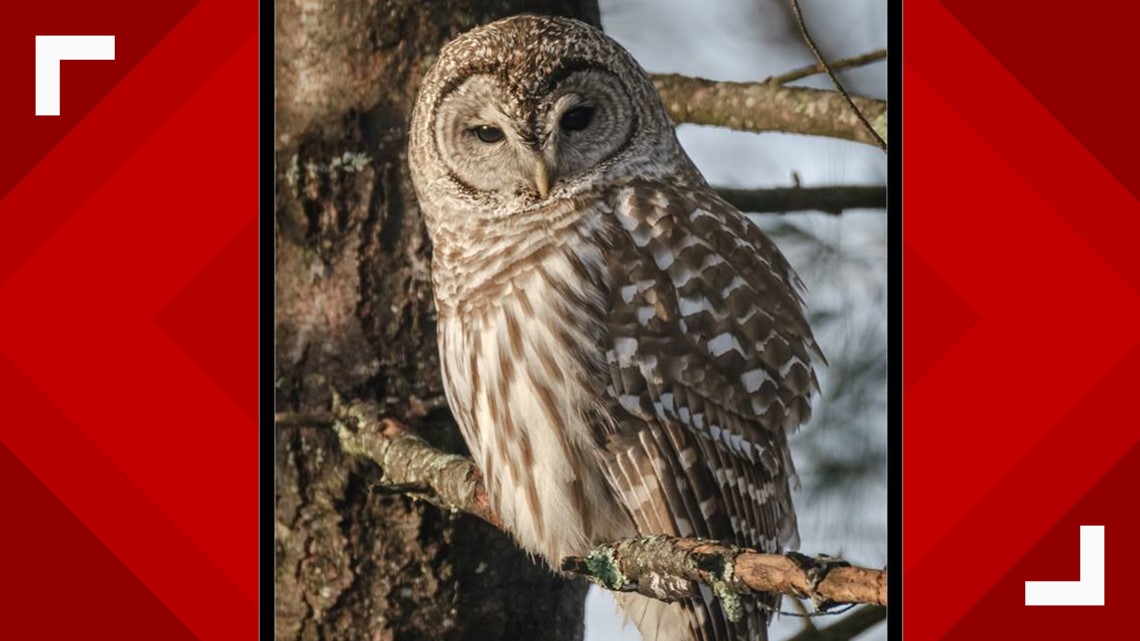 Spring brings 'rare treat' of increased sightings of barred owls in