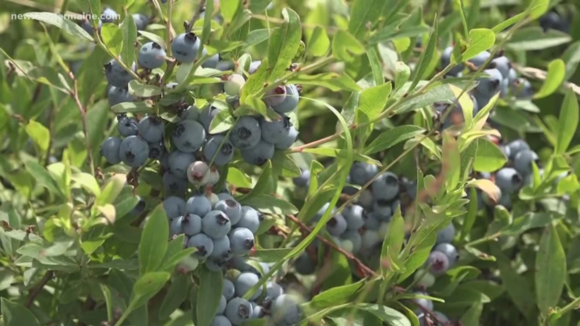 Maine blueberry growers may not get much relief from a federal program that is supposed to help with business lost due to trade disruptions.