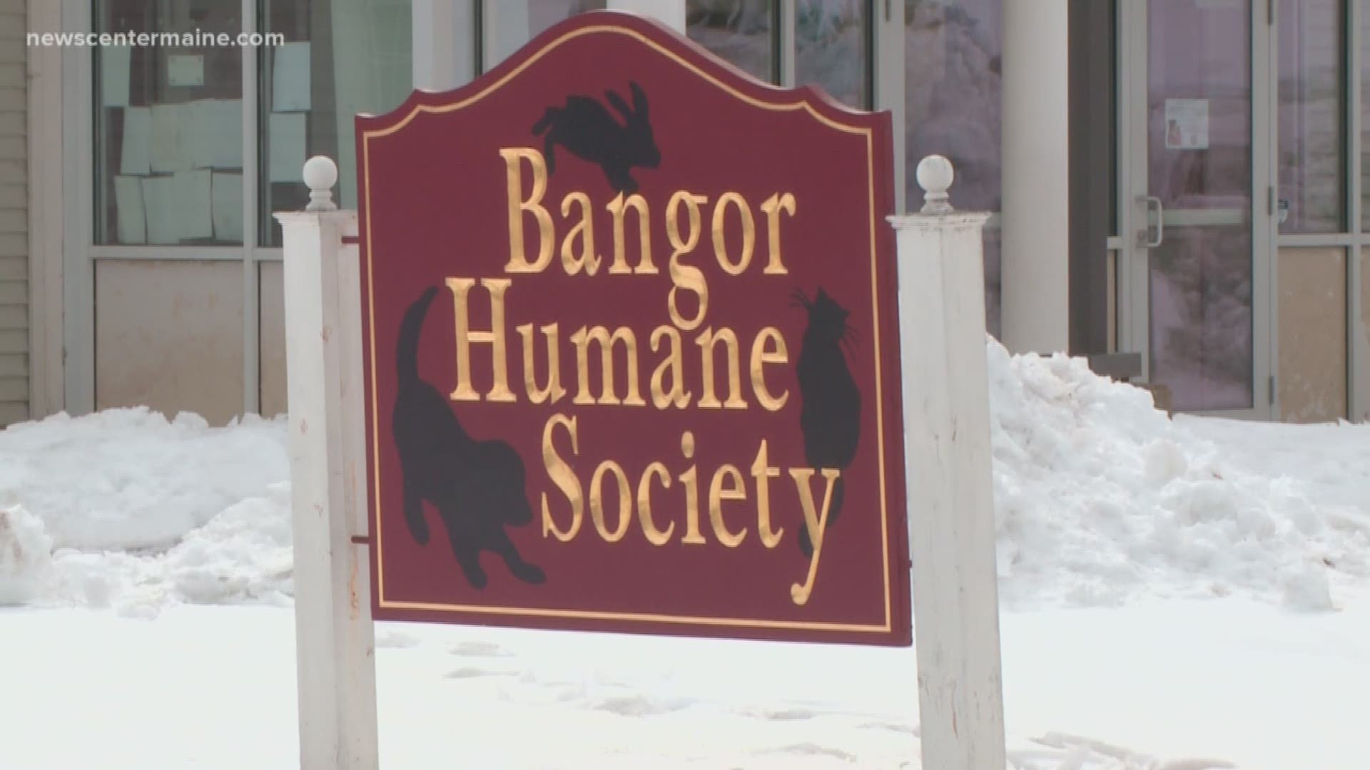 Bangor Humane Society kicks off their capital campaign,