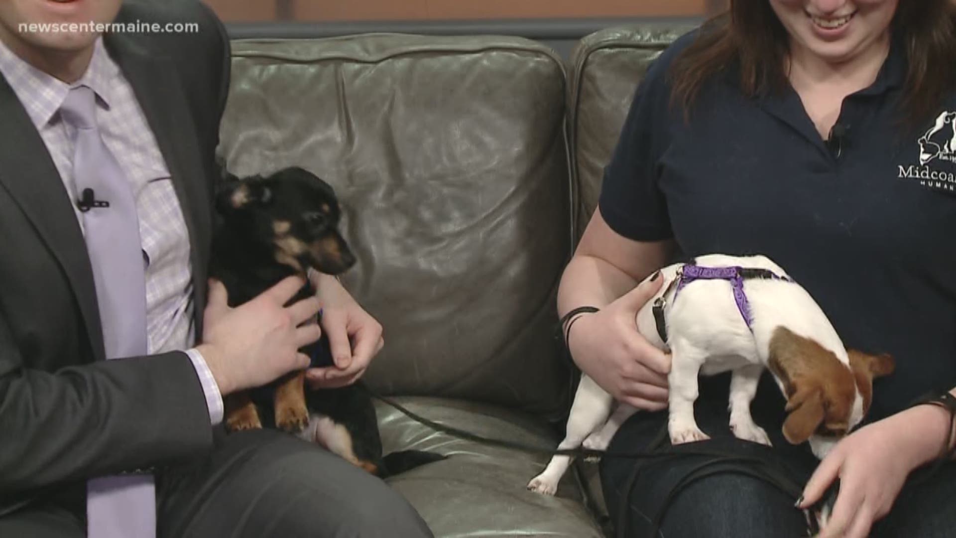 A litter of chiweenie puppies are available for adoption at Midcoast Humane