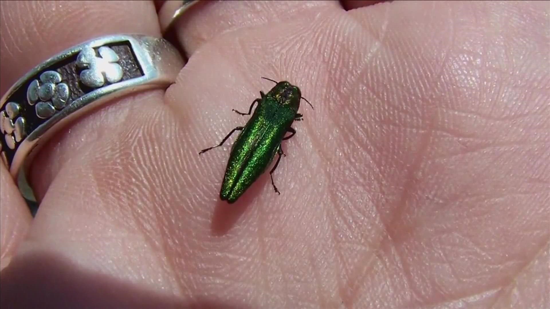 Maine Forest service issues emergency order preventing trees in certain areas from being moved because of the Emerald Ash Borers
