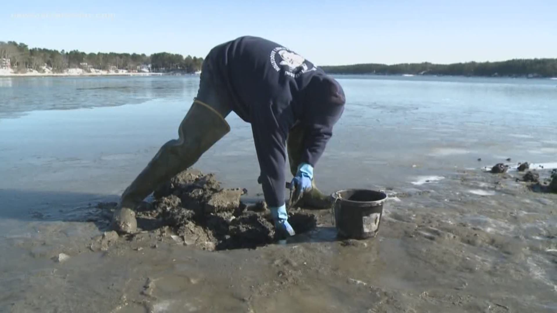A large part of the Maine coast remains closed for harvesting of shellfish including clams, oysters, and mussels.