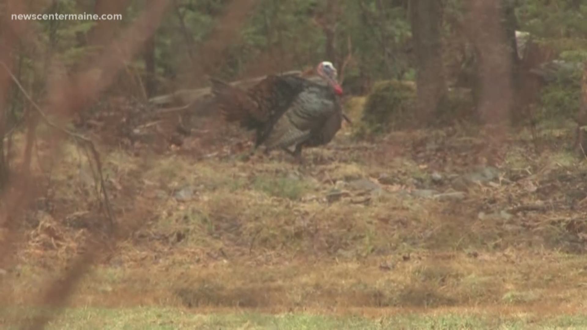 The spring season to bag a bearded turkey opens on April 29th.