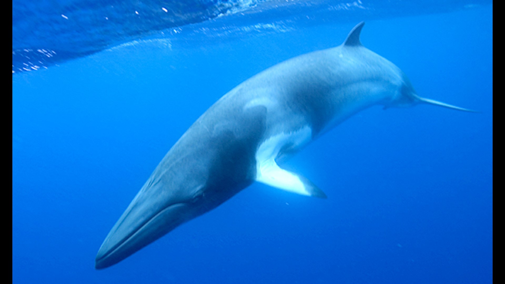 Minke whale skeleton from Maine finds new home in the Arizona desert ...