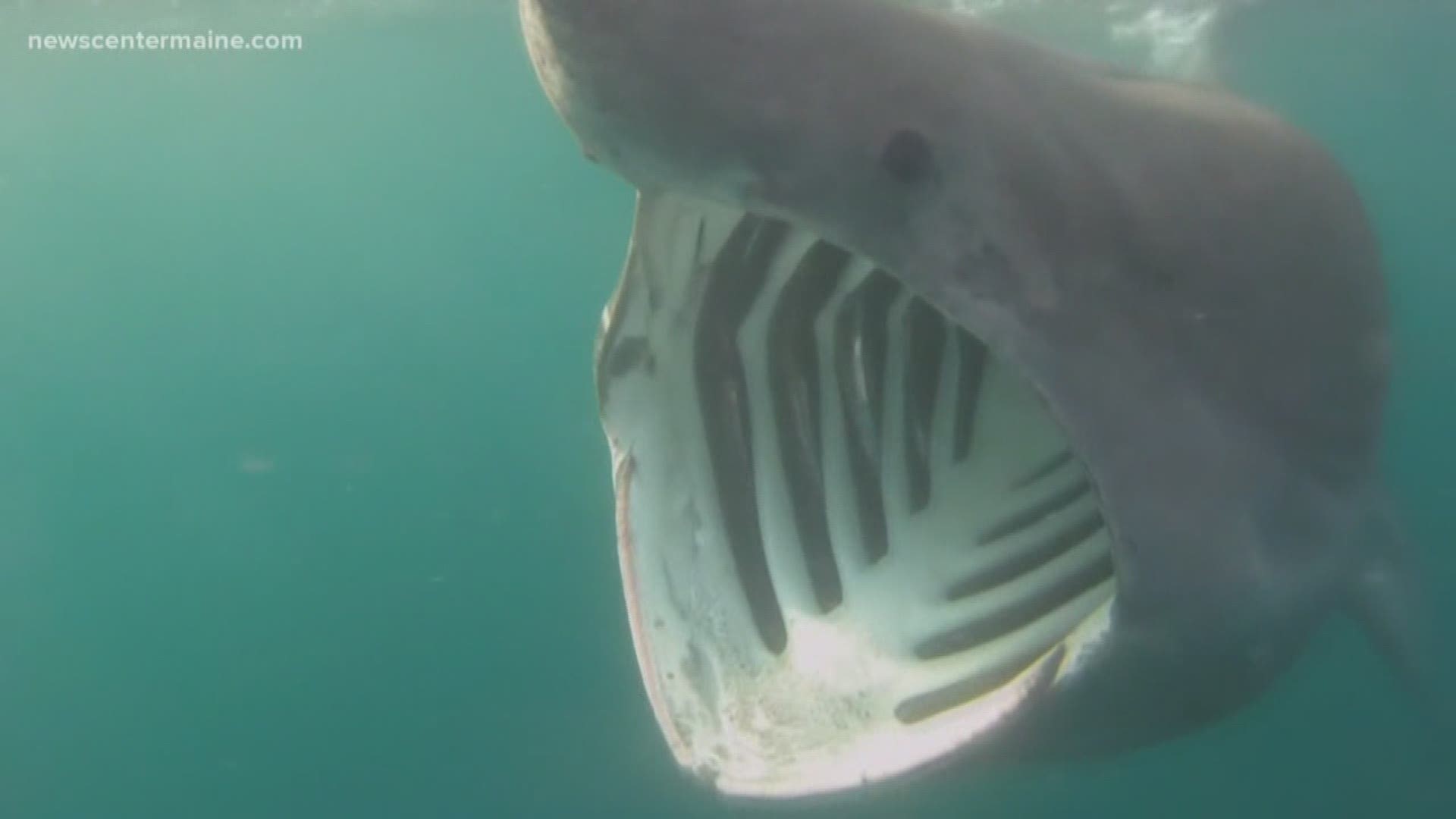 Basking sharks are the second biggest type of shark -- but they do not have large teeth.