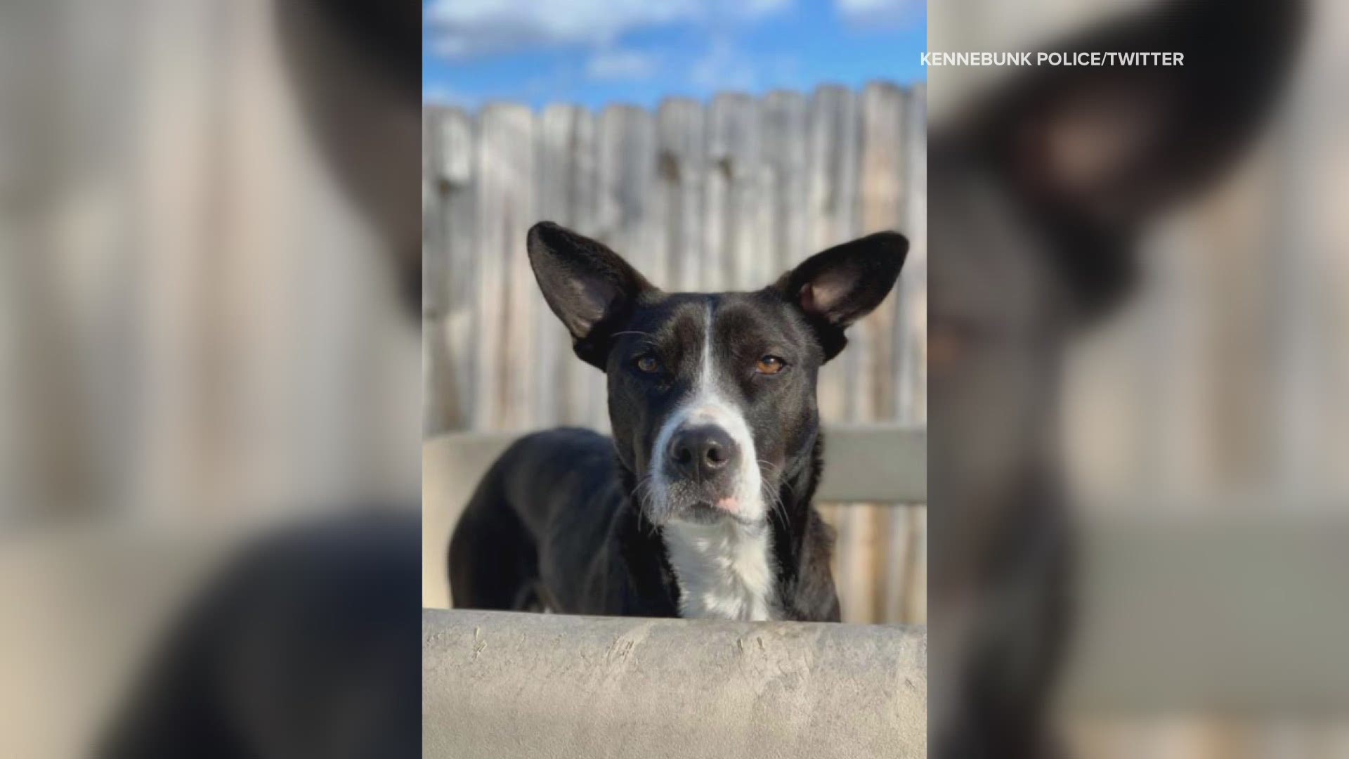 A dog is missing after a car crash that started with a stolen car. Kennebunk police are looking for Pahrah who was last seen running into the woods.