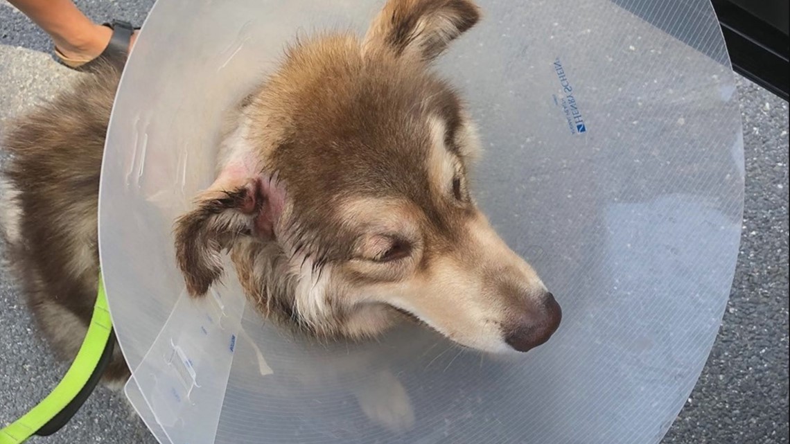 Family wants answers after dog, house sitter attacked by neighborhood