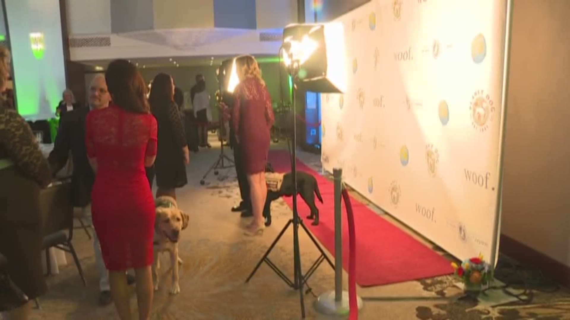 The Today show's Puppy With a Purpose, Charlie, attended the Planet Dog Ball in Portland to help raise money for programs that match service dogs with veterans