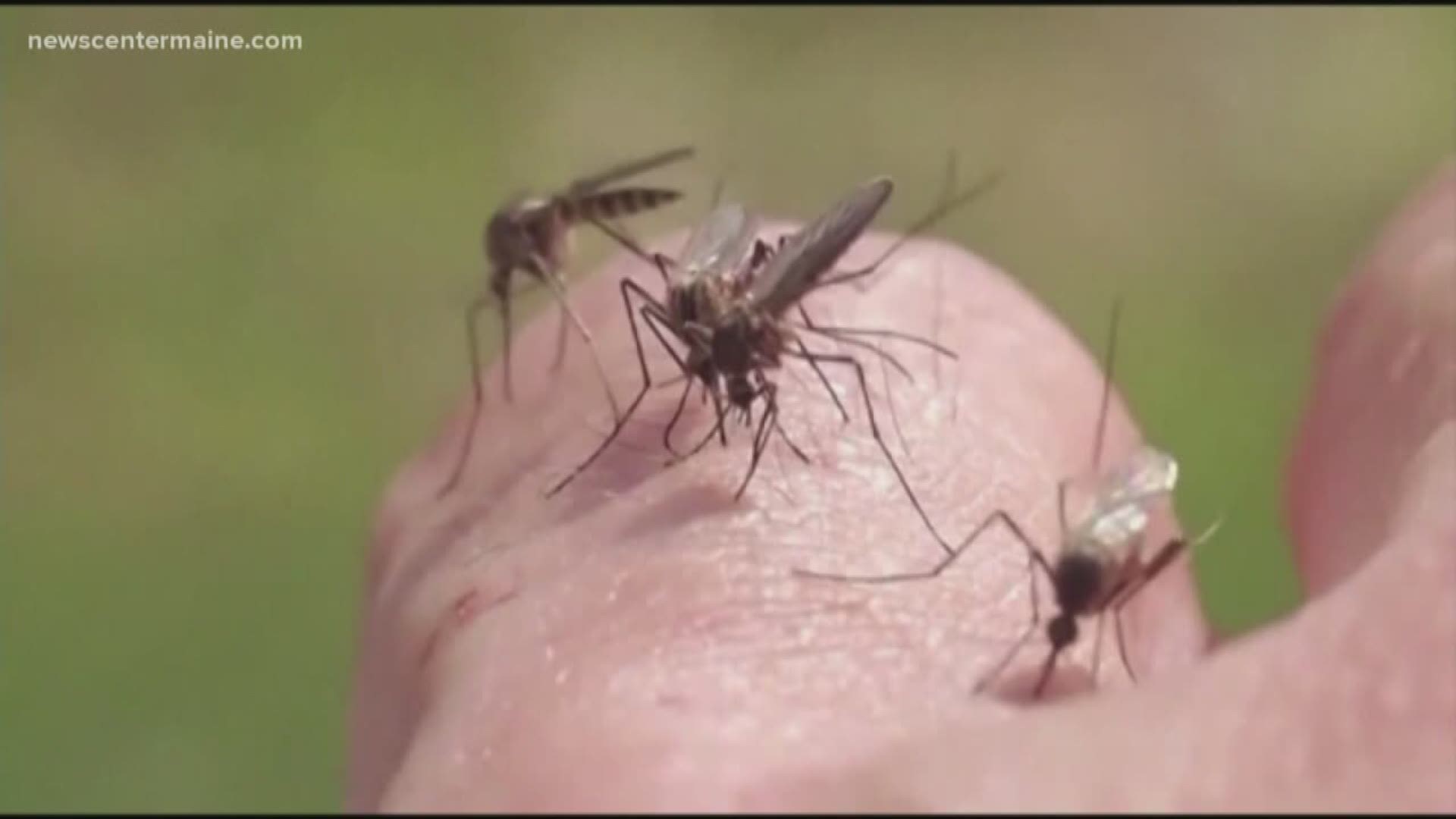 The Maine Center for Disease Control has confirmed the presence of Triple E in York County.