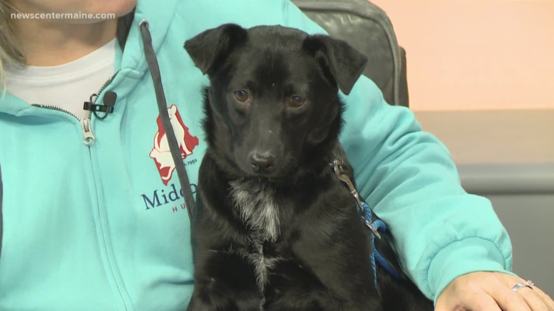 Bart the 6 month old lab mix at Midcoast Humane Society is ready to for adoption