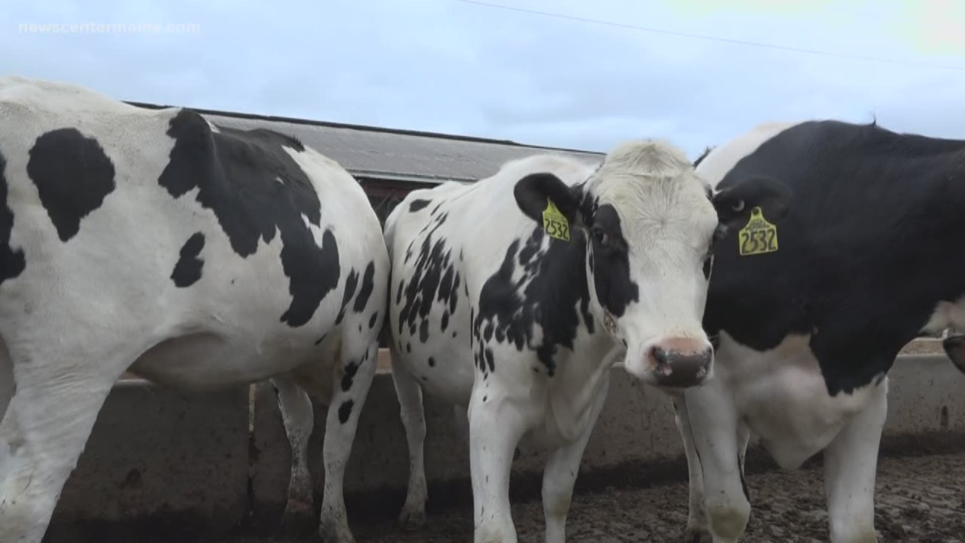 Summit Natural Gas is partnering with central Maine dairy farms to convert cow manure into renewable natural gas.