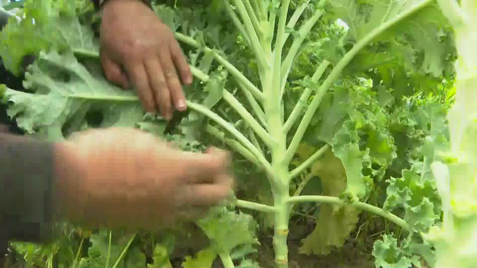 This year, 53 Maine farms requested help from migrant workers.