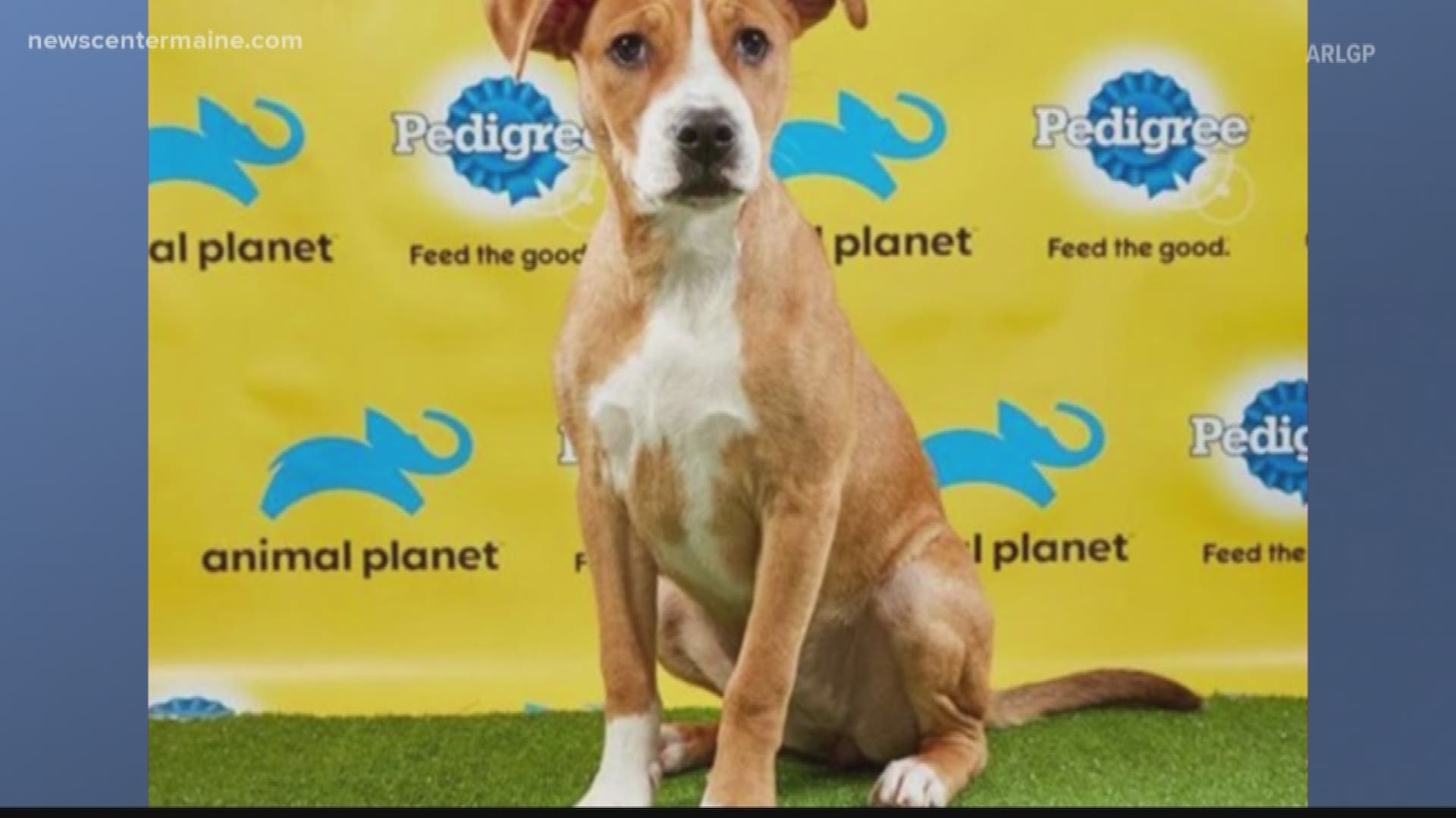 Maine puppy to compete in Animal Planet's Puppy Bowl