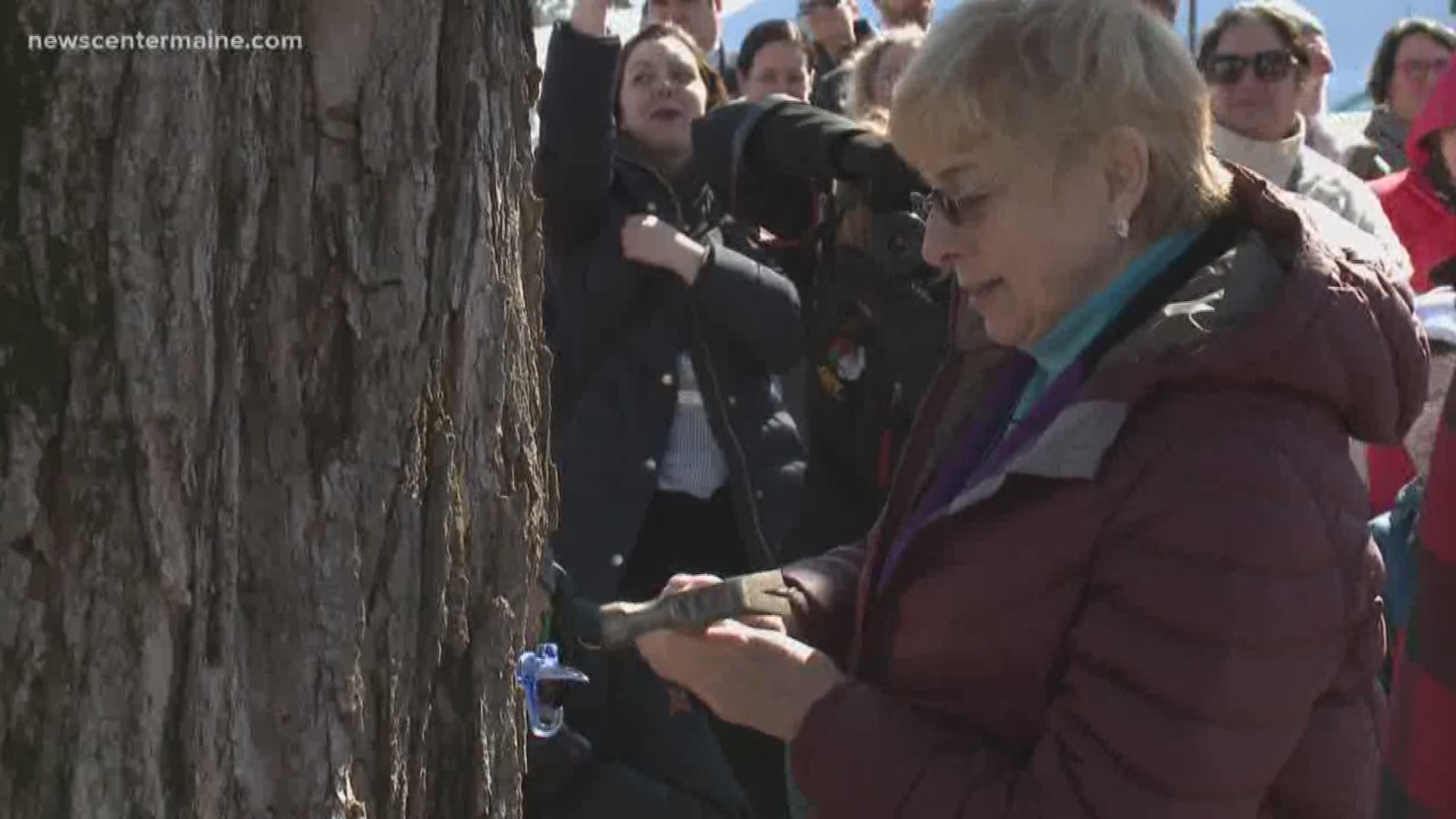 Gov. Janet Mills followed tradition Tuesday at The Blaine House by tapping the big maple tree in the side-yard.
