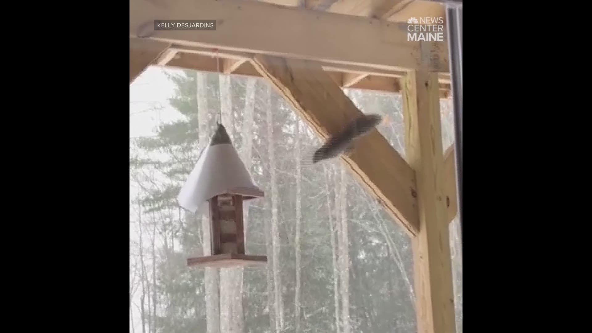 Squirrel finally gets feeder, but dog chases it away