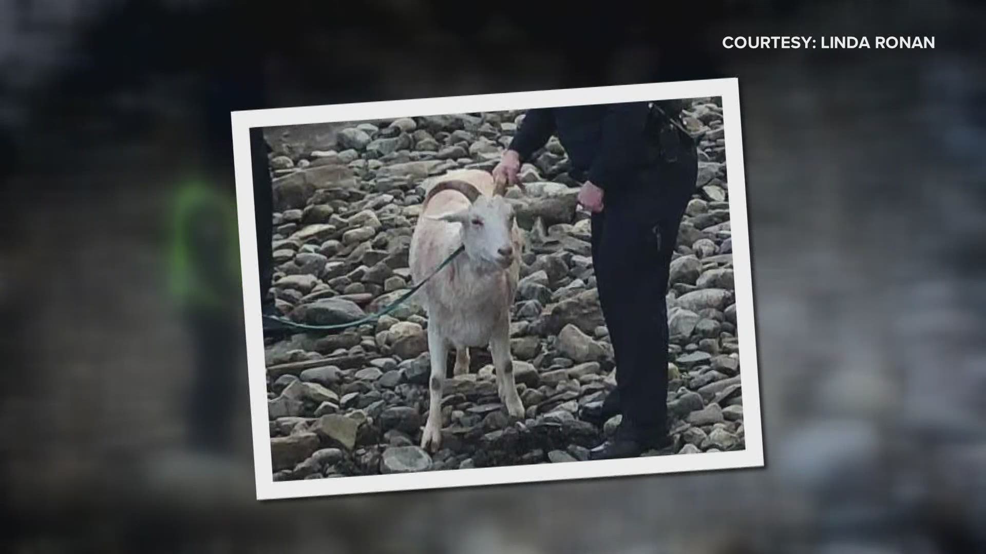 Local resident Jerri Holmes spotted the goat from her window, paddled out in her kayak and was able to assist Belfast Police Officers in saving the goat.