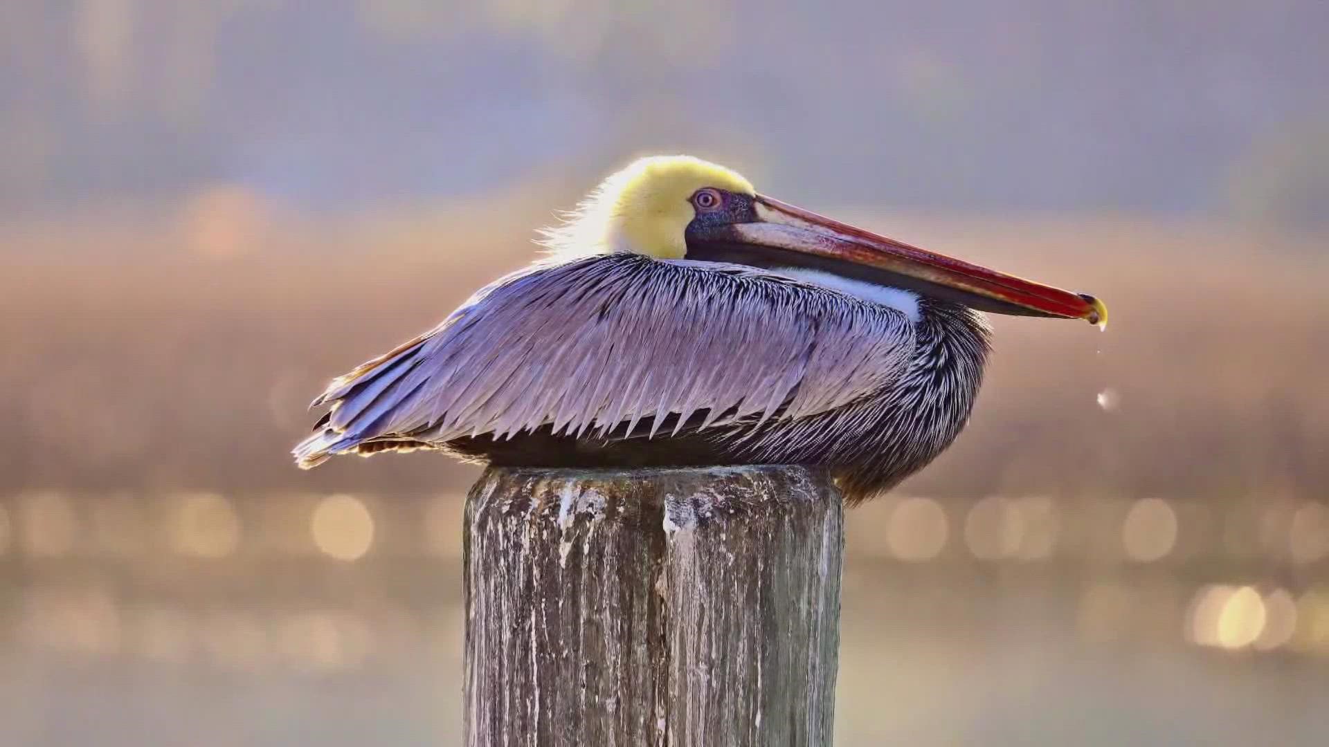 Brunswick photographer Glenn Michaels' picture of a pelican at Hilton's Head will be featured on the National Wildlife Federations holiday card.