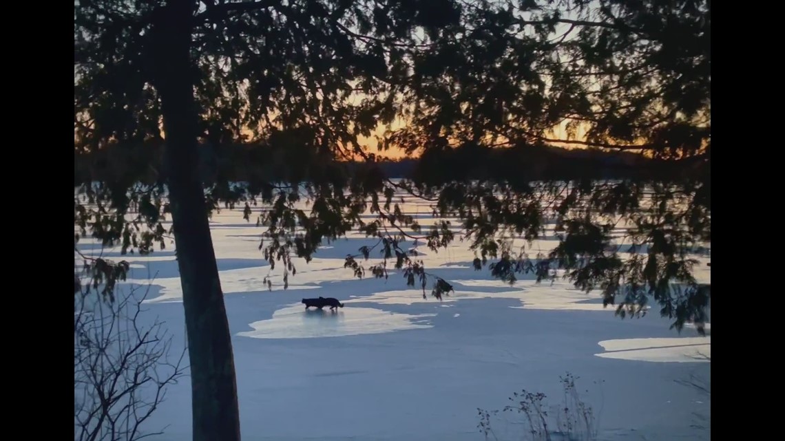 Cats on Pushaw Lake Glenburn Maine