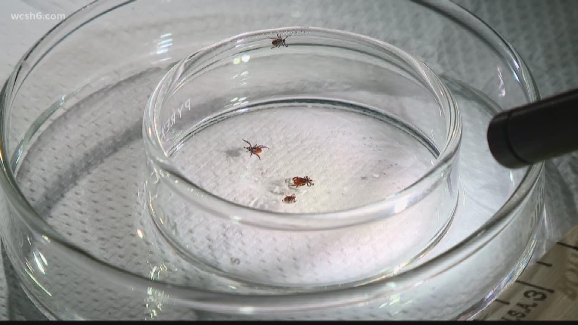 Tick Research on An Island in Maine without Any Mice