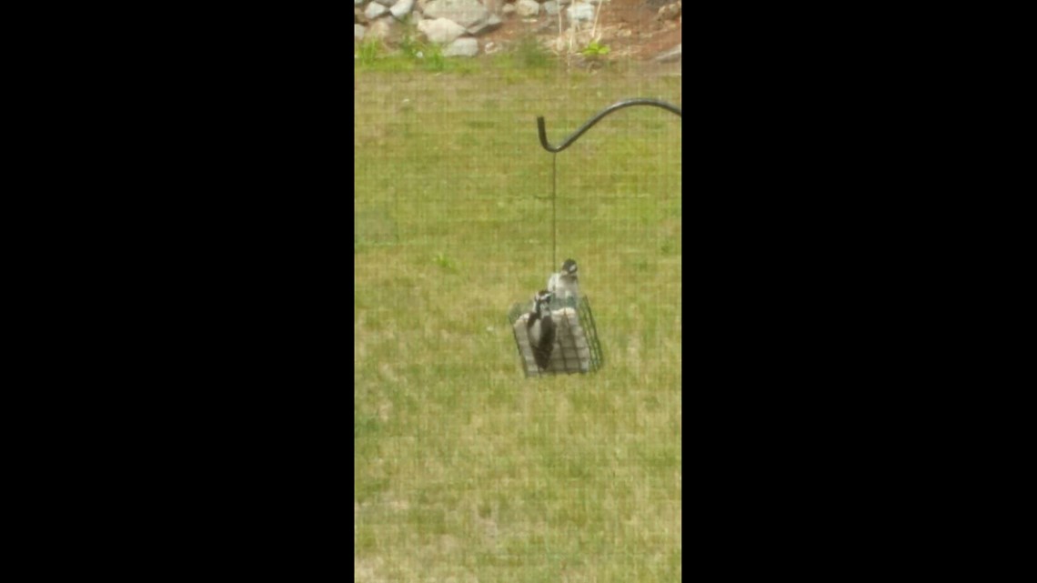 Woodpecker feeding another | newscentermaine.com
