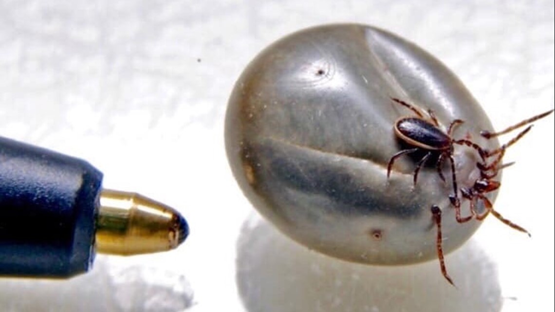 Ticks in Maine 2020