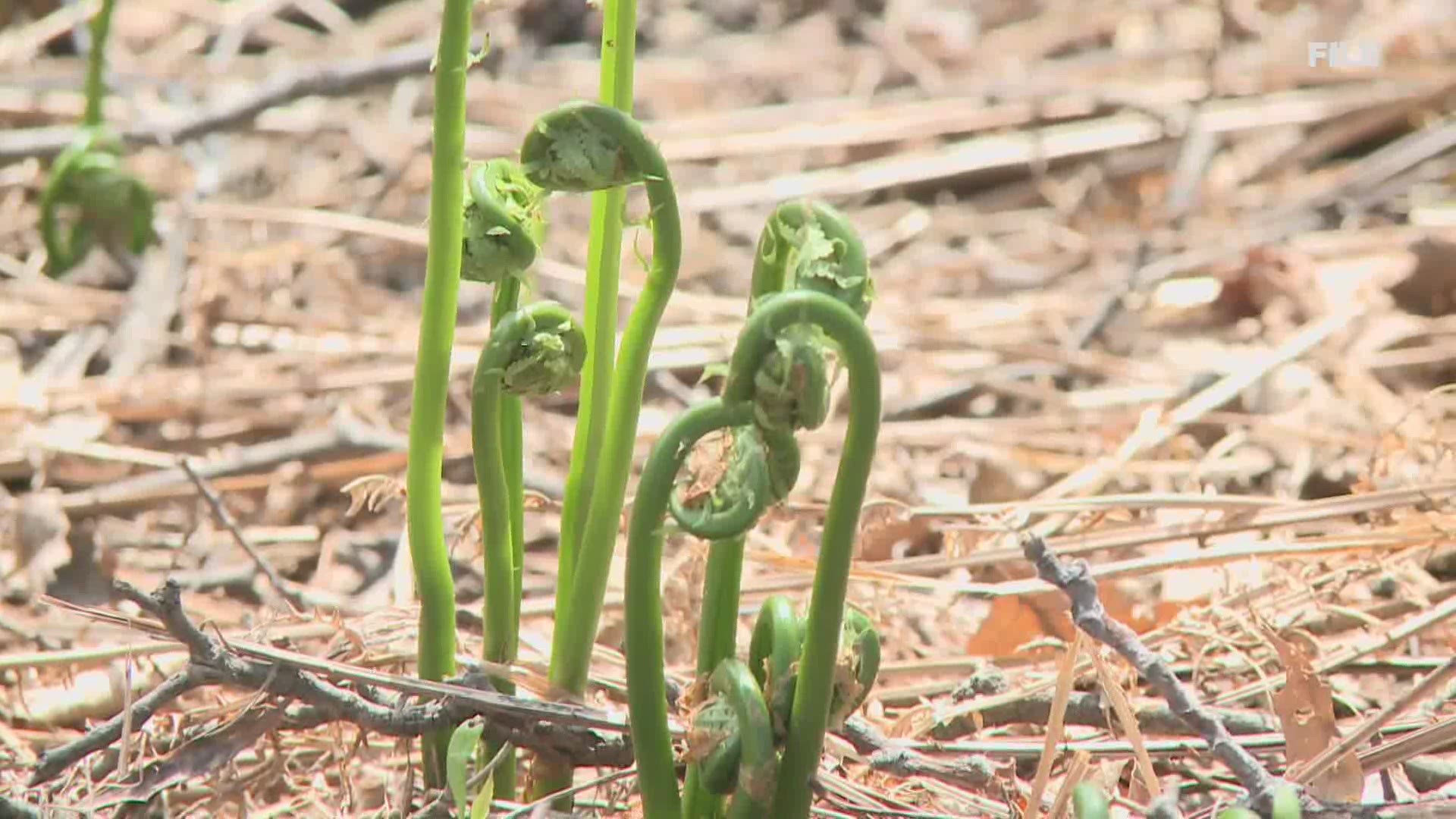 One study is showing that over-harvesting can lead to a decline in Fiddlehead numbers.