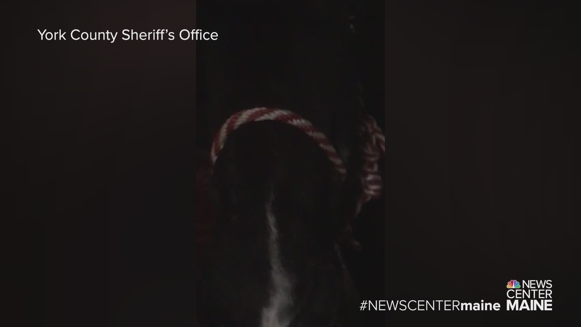 The York County Sheriff's Office helped rescue a horse on the loose in Cornish early Tuesday morning.