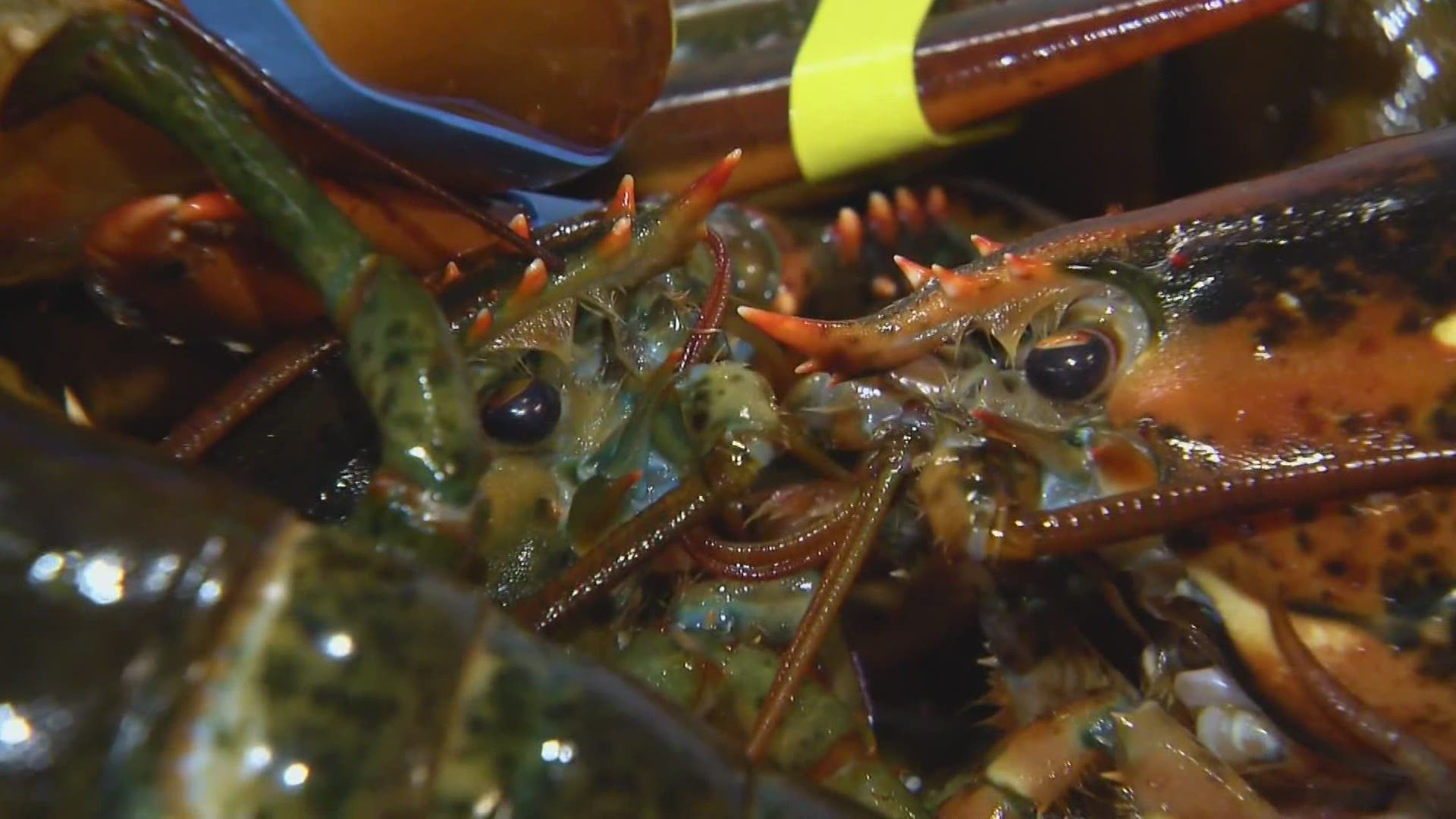 National Lobster Day celebrated in Maine