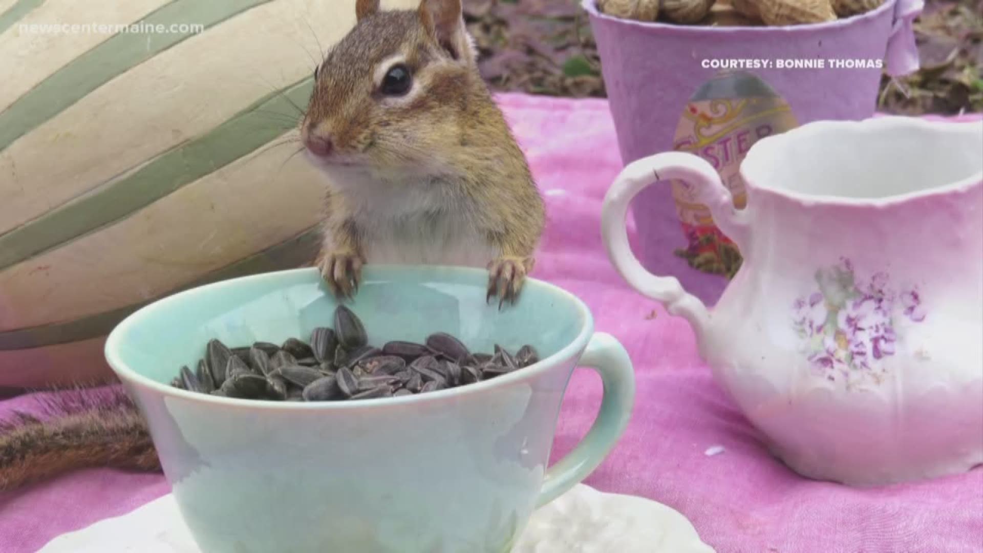 NOW: Tea parties for the backyard critters