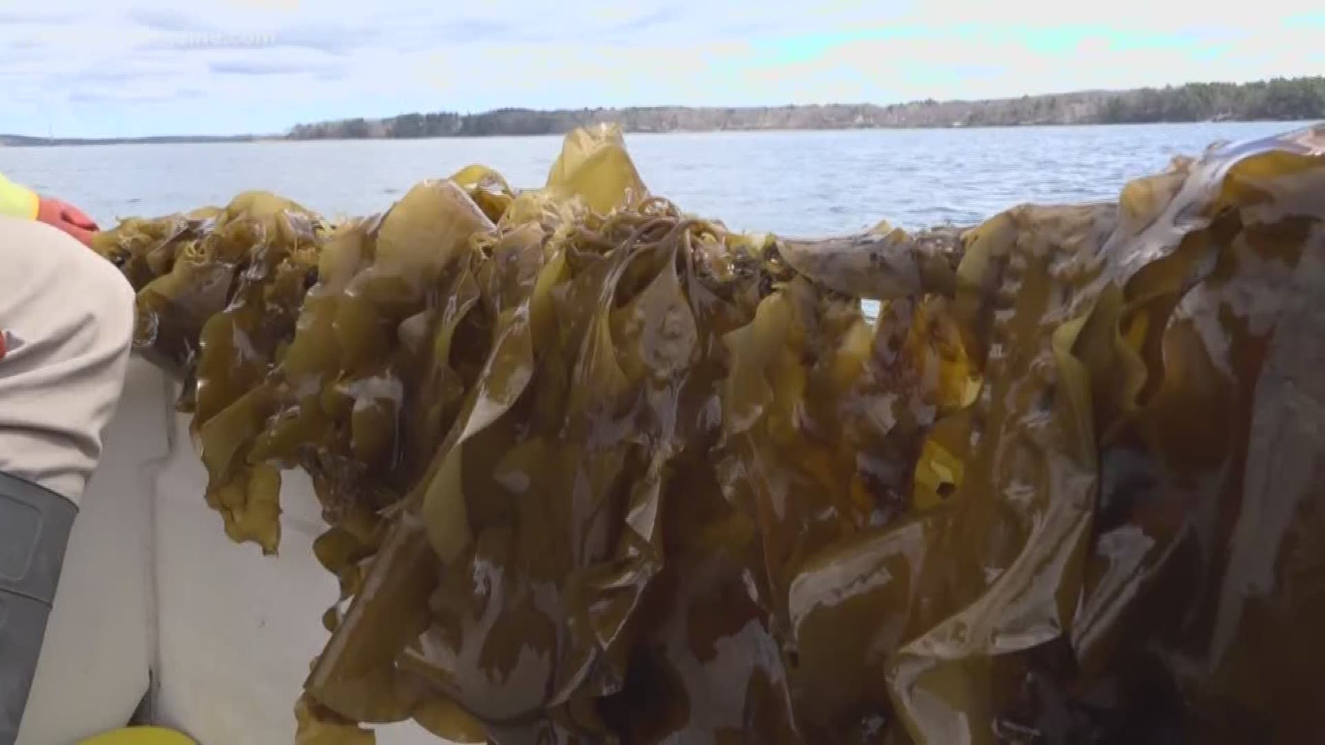 A sustainable resource from the ocean could be used to replace plastic. A seaweed farm will make alginate, which works like fiber or yarn.