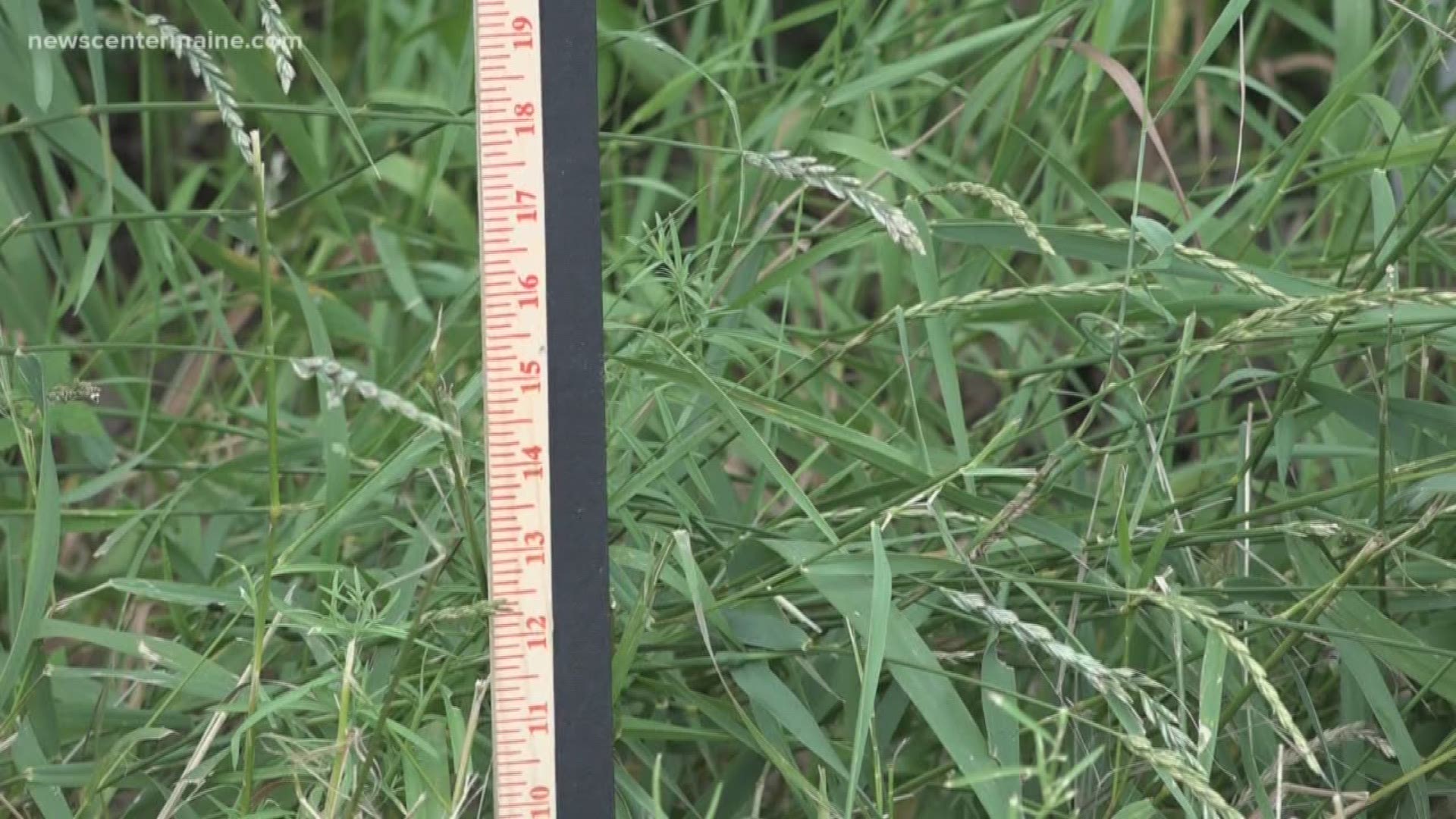 Residents in Millinocket are receiving letters from their code enforcement officer when their grass is too tall because they are in violation of their town's code.
