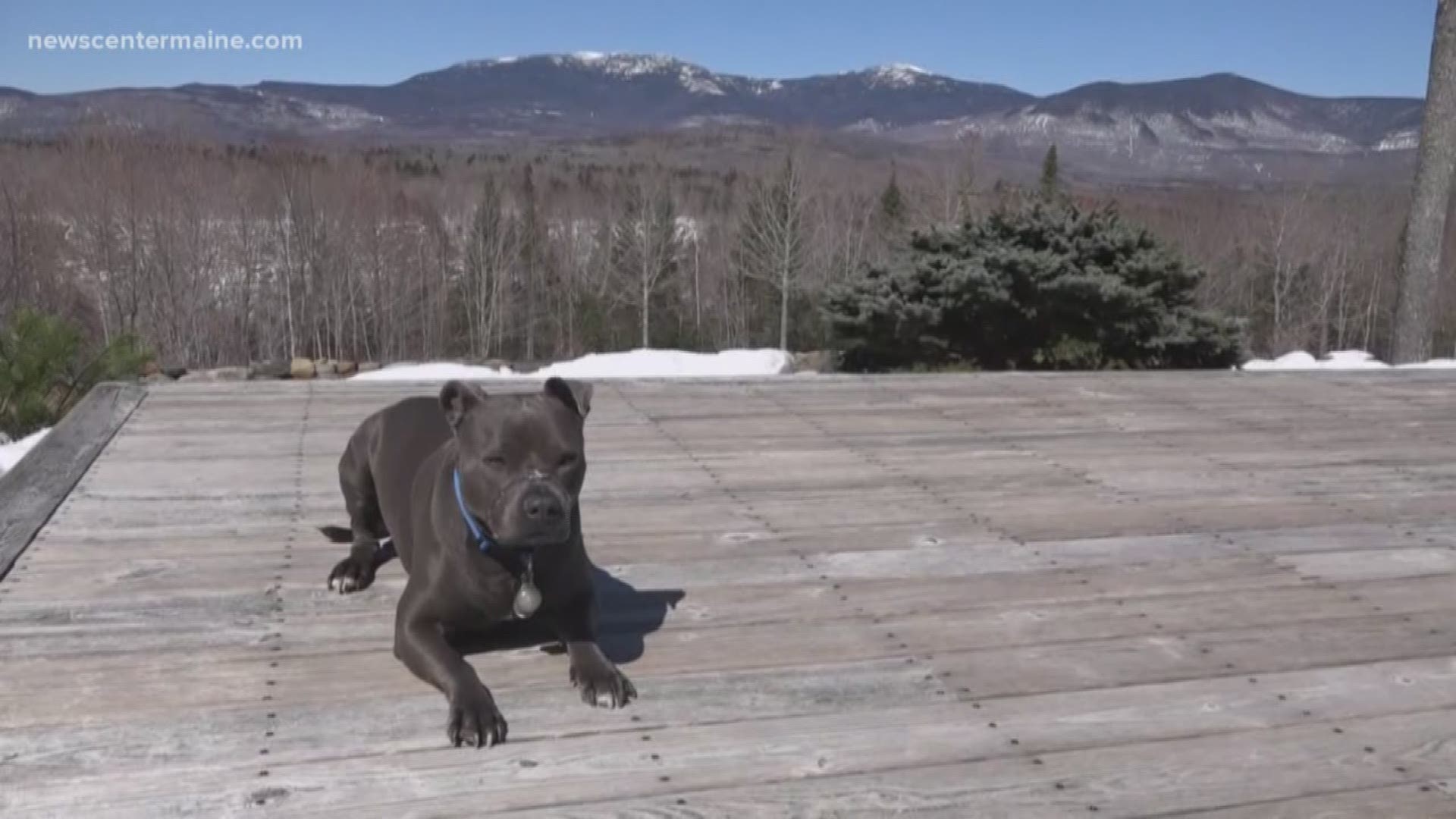 From abuse to spreading love: Blue the dog's incredible story