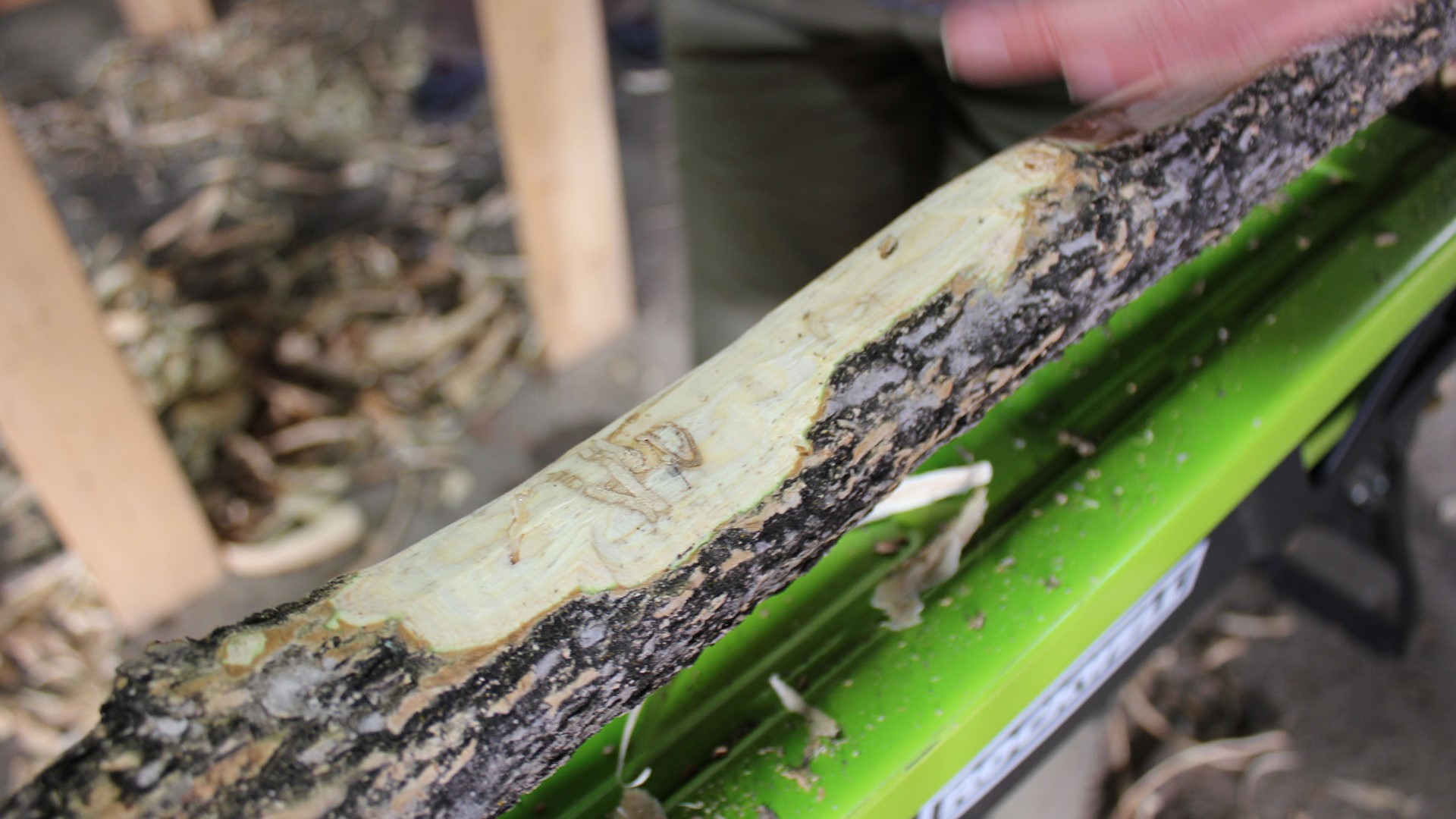 Evidence of spread of emerald ash borer infestation in Maine ...