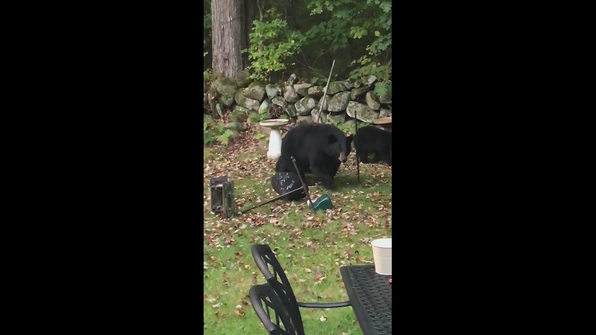 A couple in Wells say a family of hungry bears spent 45 minutes in their backyard Sunday morning brunching on birdseed.