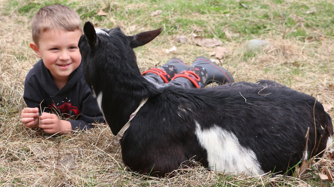 Goat snuggling at Sunflower Farm and Creamery in Cumberland