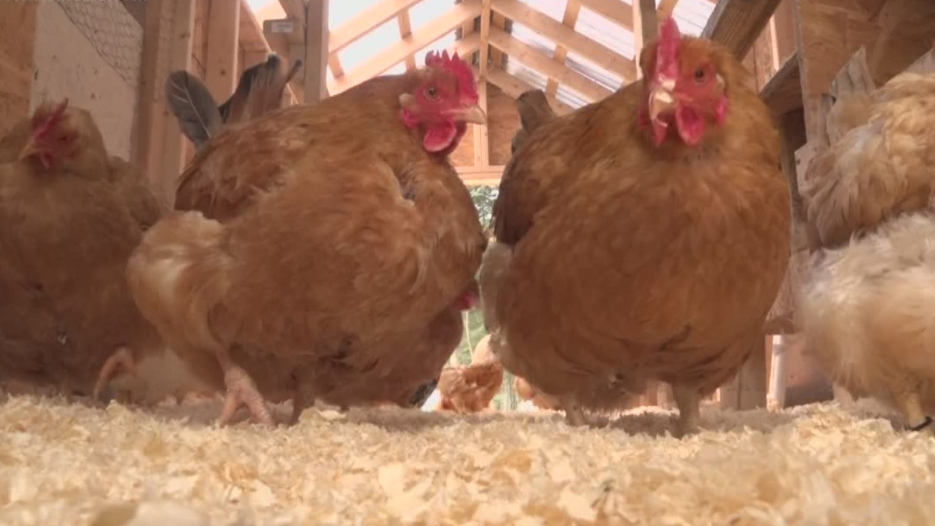 In Kenduskeag, families like the Tyrrell's can keep all of the chickens they want. In Portland, there's an ordinance allowing residents a maximum of 6 chickens and they all have to be female hens. Bangor is considering becoming the next city like Portland to allow a number of domestic chickens in residents' backyards.