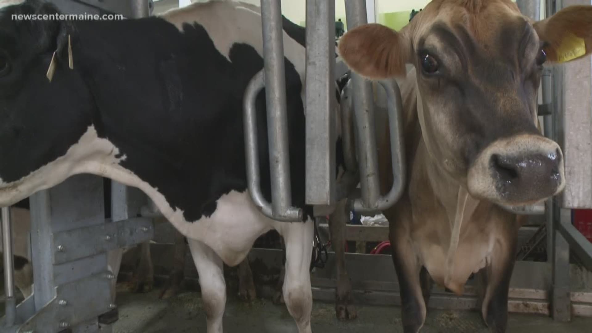 Organic dairy farmers can earn more for the milk